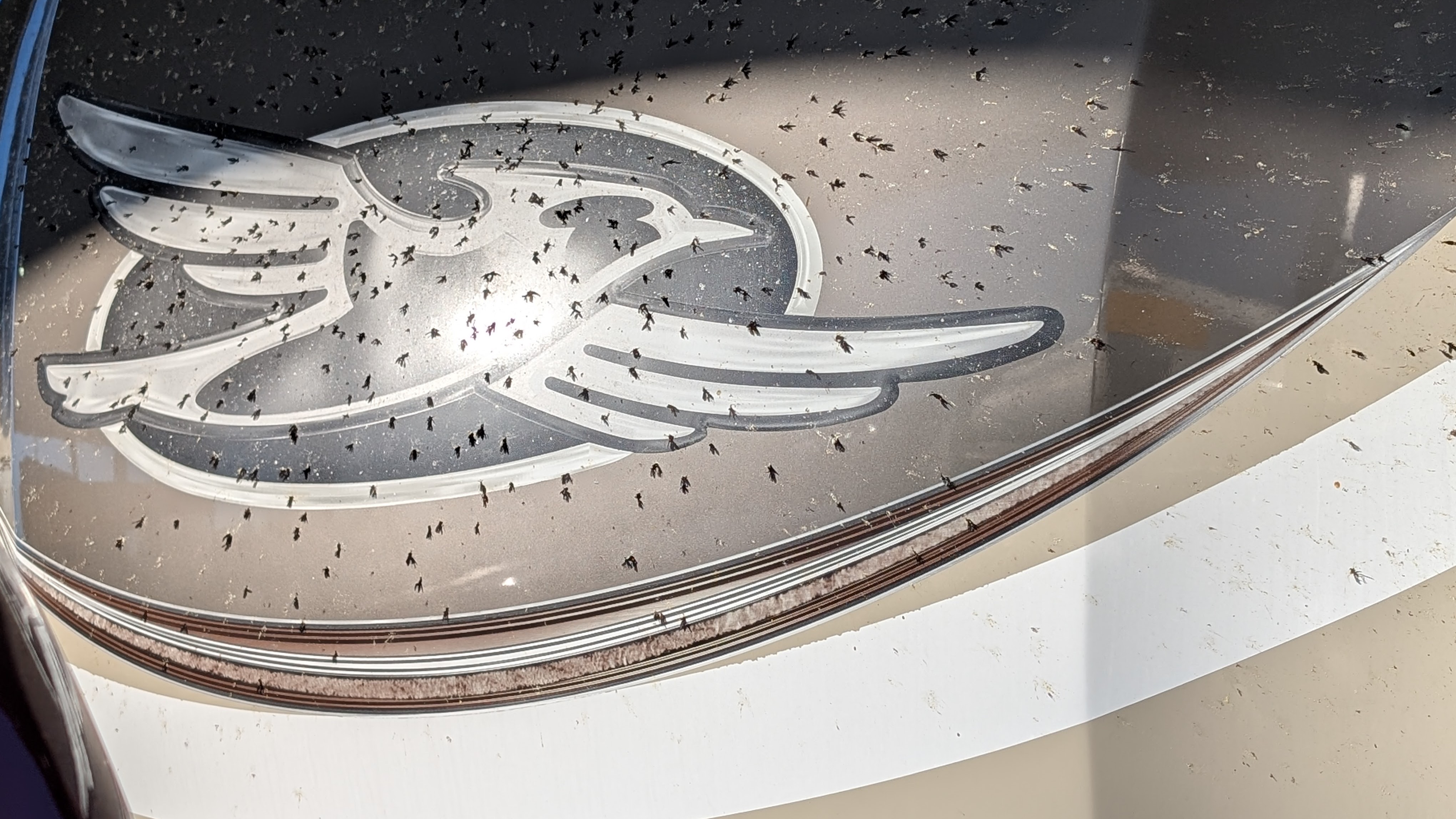 The front of a fifth wheel dotted in big black but spots