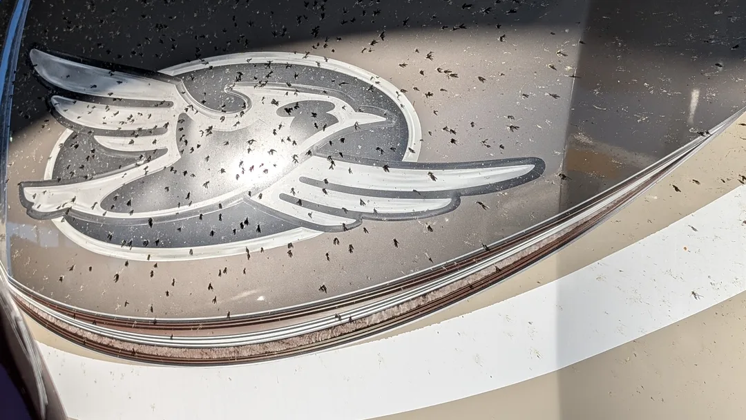 The front of a fifth wheel dotted in big black but spots