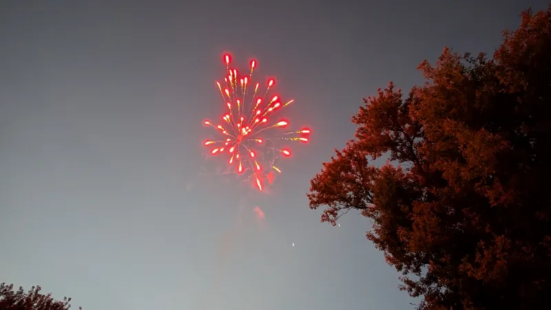 Fireworks above trees